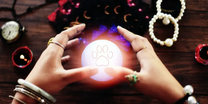 Pet Psychics