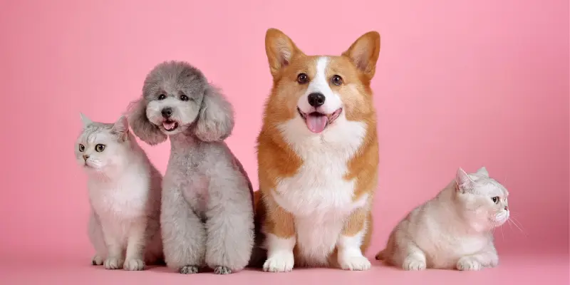 Pet Psychics